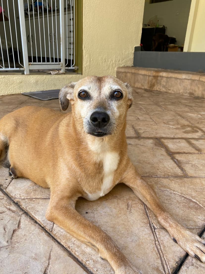 Pet de Carlos e Letícia