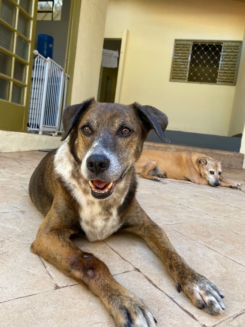 Pet de Ana Paula