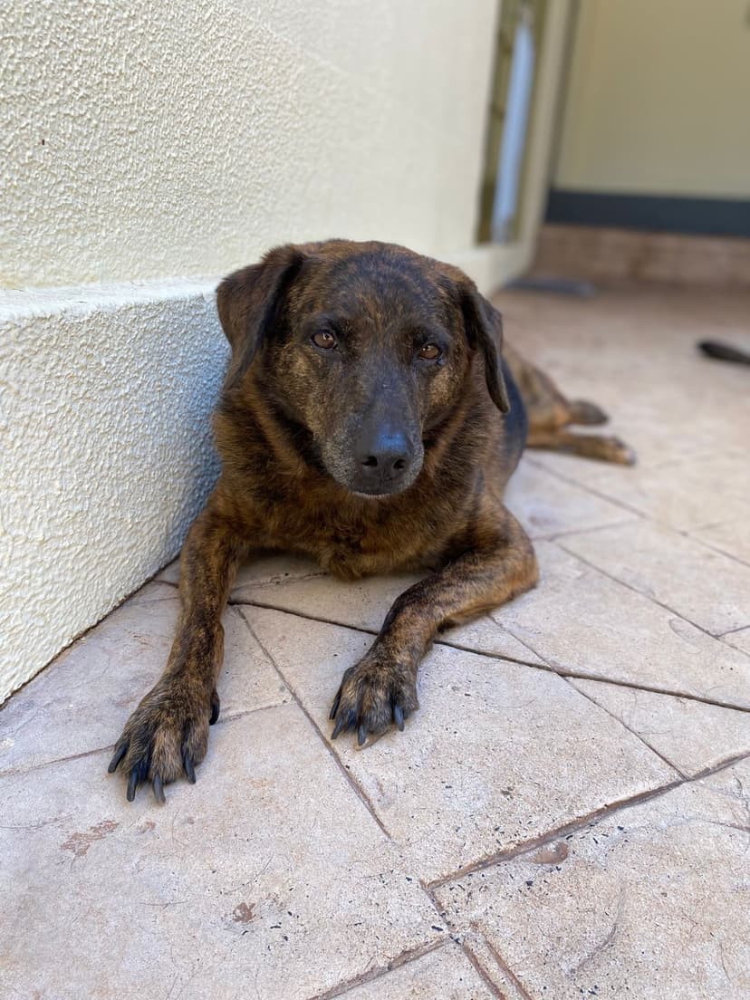 Pet de Fernanda